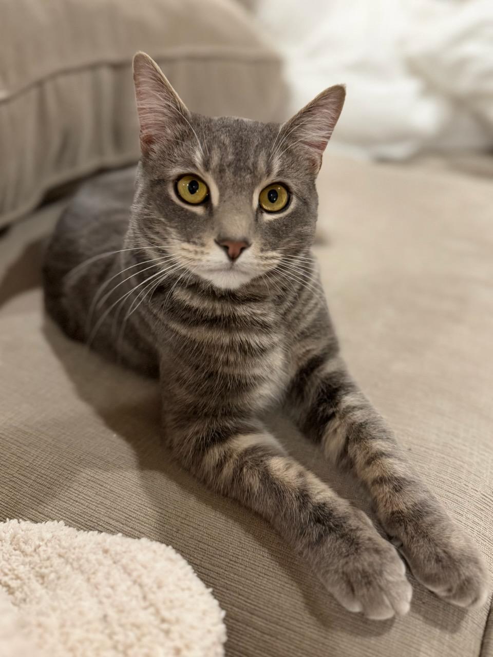 Enlarge Alex, an adopted mixed breed in North Billerica, MA image 5/5