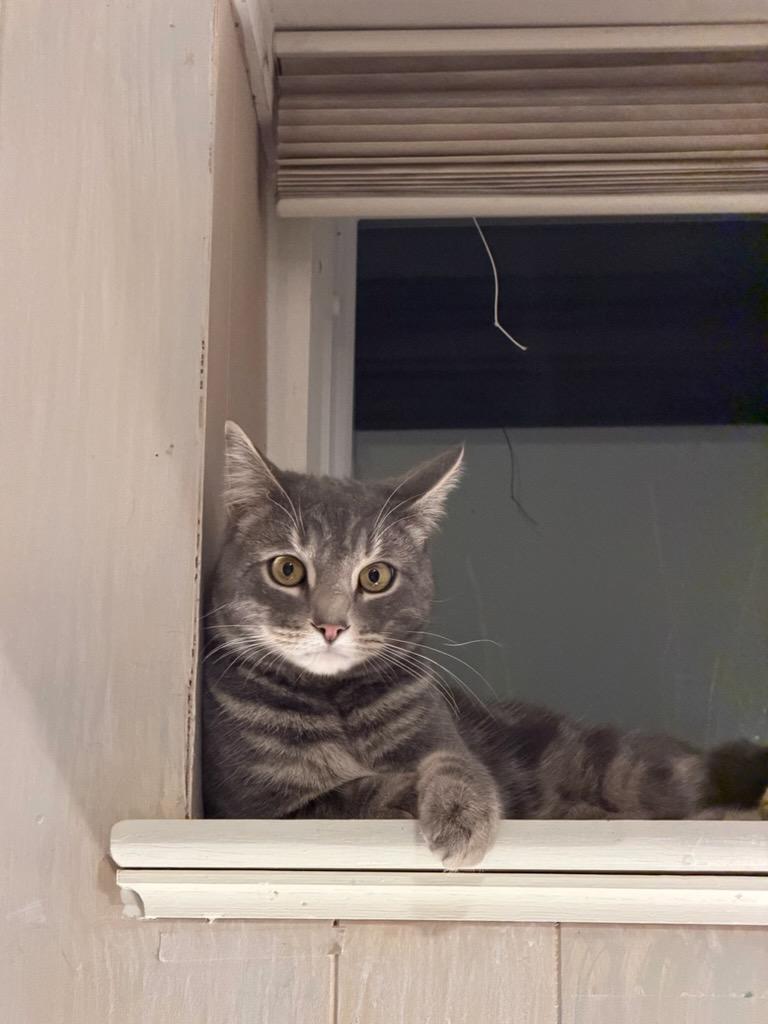 Enlarge Alex, an adopted mixed breed in North Billerica, MA image 3/5