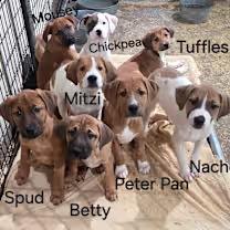 Chickpea thumbnail 2