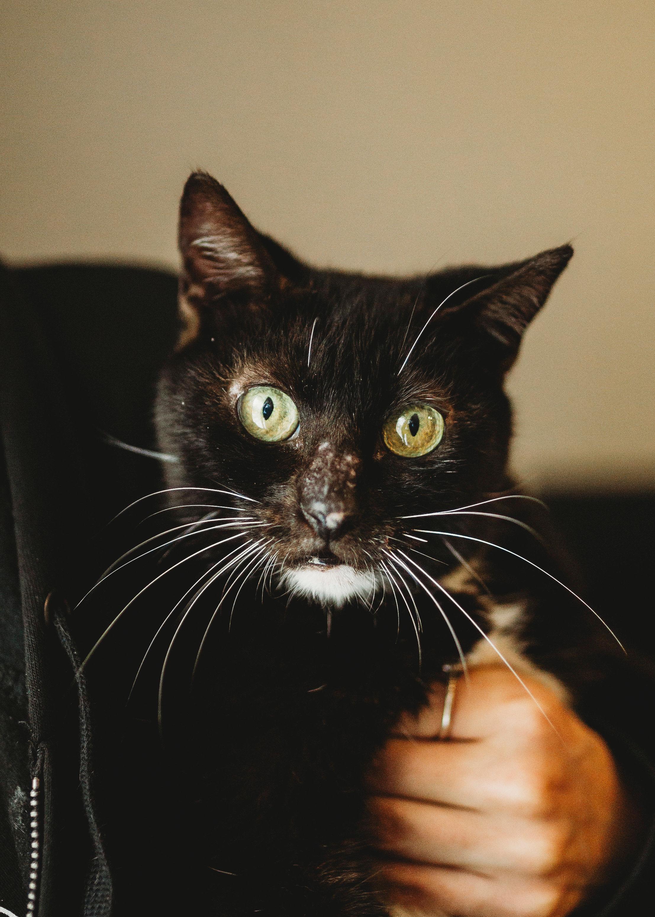 Dorothy, Adoptable, Adult Female Domestic Short Hair.