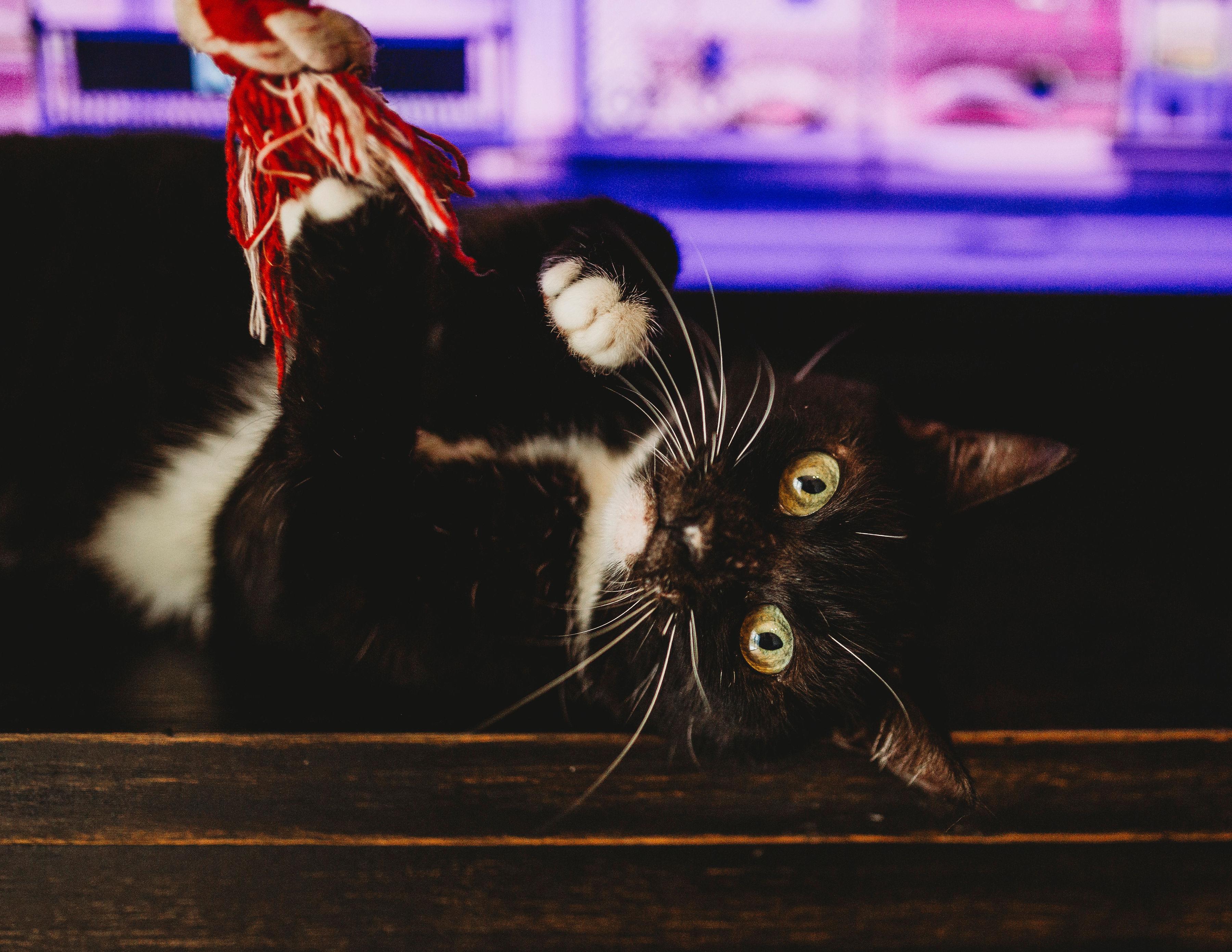 Enlarge Dorothy, a Adoptable Domestic Short Hair in DELTONA, FL image 2/3