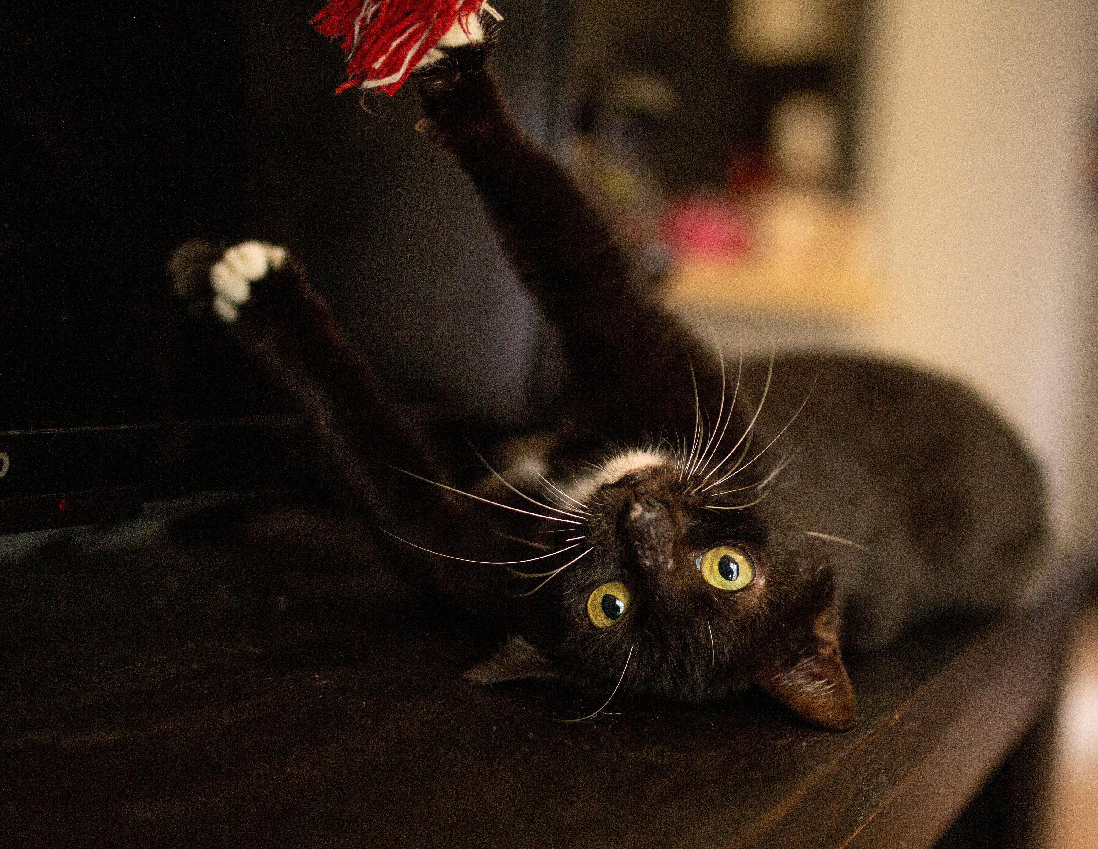 Enlarge Dorothy, a Adoptable Domestic Short Hair in DELTONA, FL image 3/3