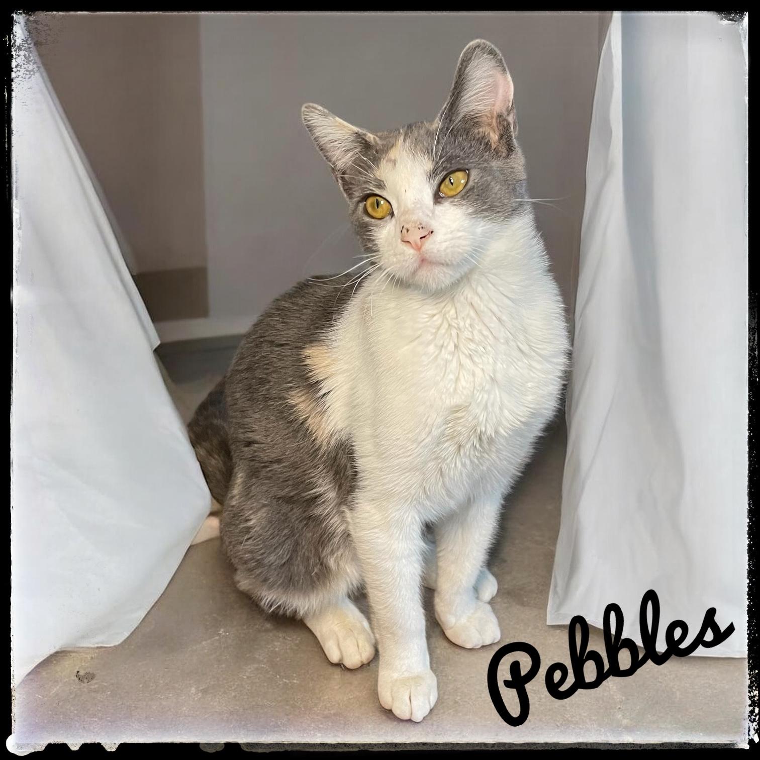 Enlarge Pebbles, a Adoptable Domestic Medium Hair in El Cajon, CA image 1/1