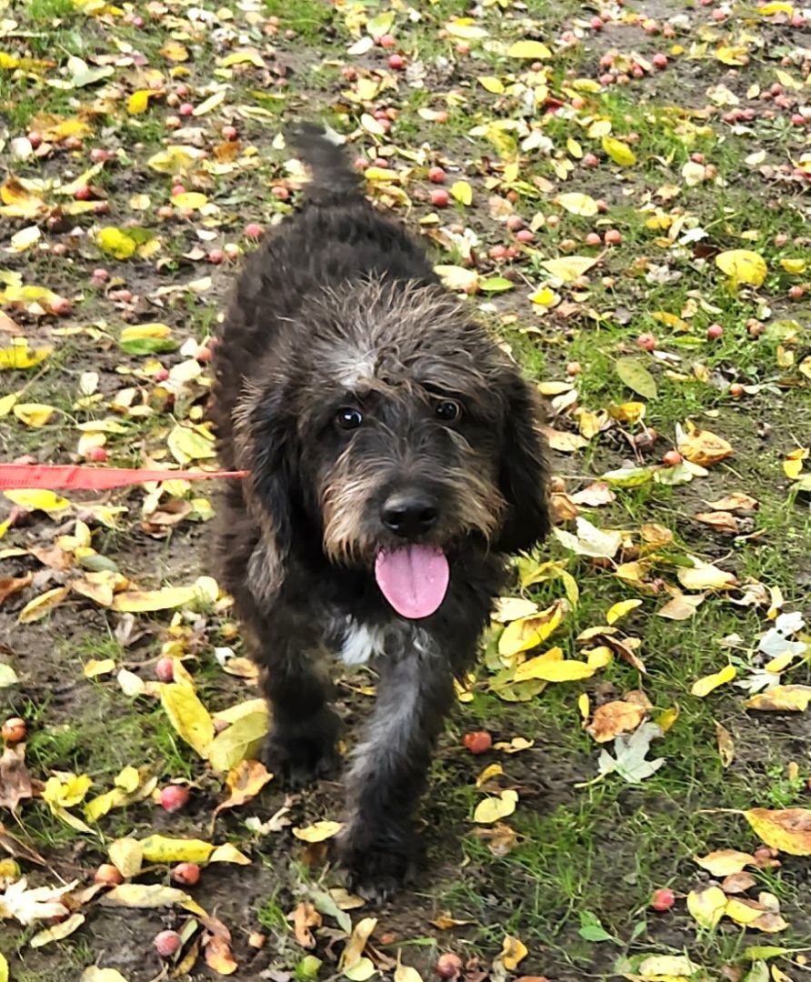 Murray, an adoptable Labradoodle in Liberty Center, OH, 43532 | Photo Image 1
