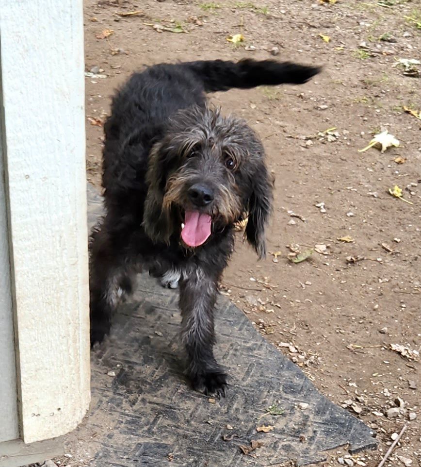 Murray, an adoptable Labradoodle in Liberty Center, OH, 43532 | Photo Image 6