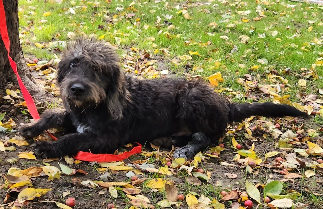 Murray, an adoptable Labradoodle in Liberty Center, OH, 43532 | Photo Image 4