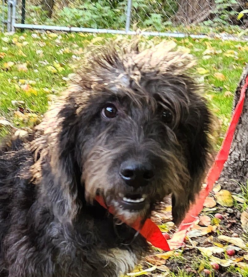 Murray, an adoptable Labradoodle in Liberty Center, OH, 43532 | Photo Image 2