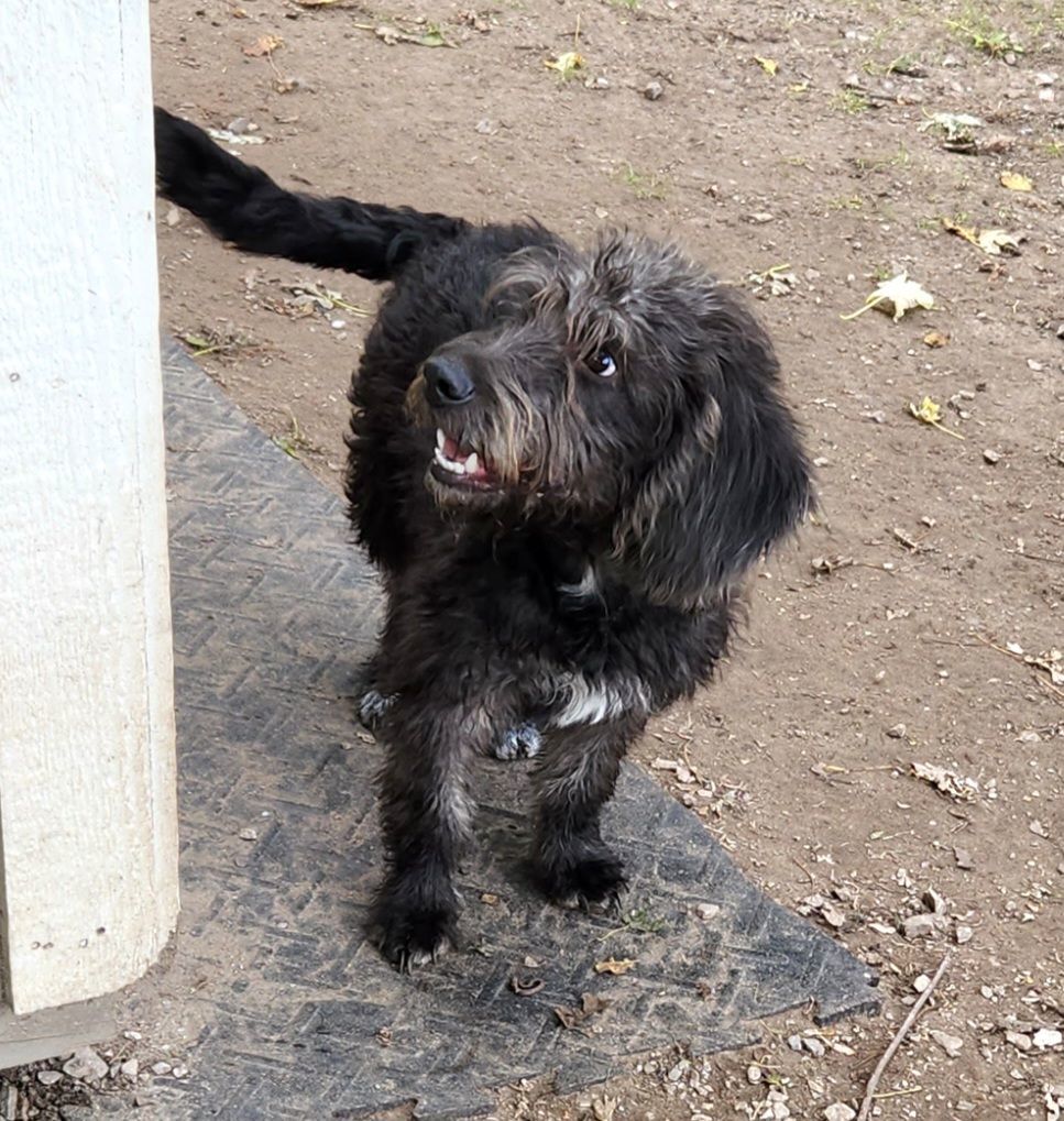 Murray, an adoptable Labradoodle in Liberty Center, OH, 43532 | Photo Image 3