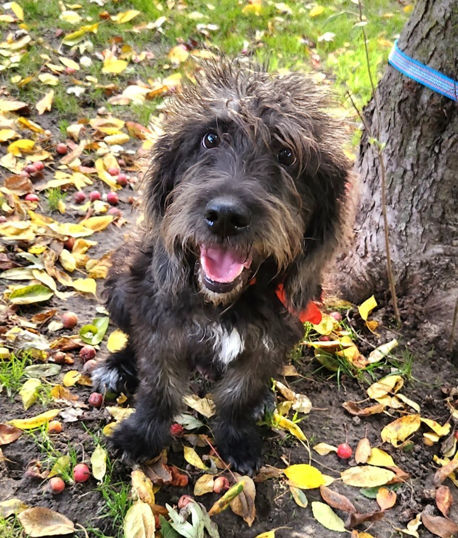 Murray, an adoptable Labradoodle in Liberty Center, OH, 43532 | Photo Image 5