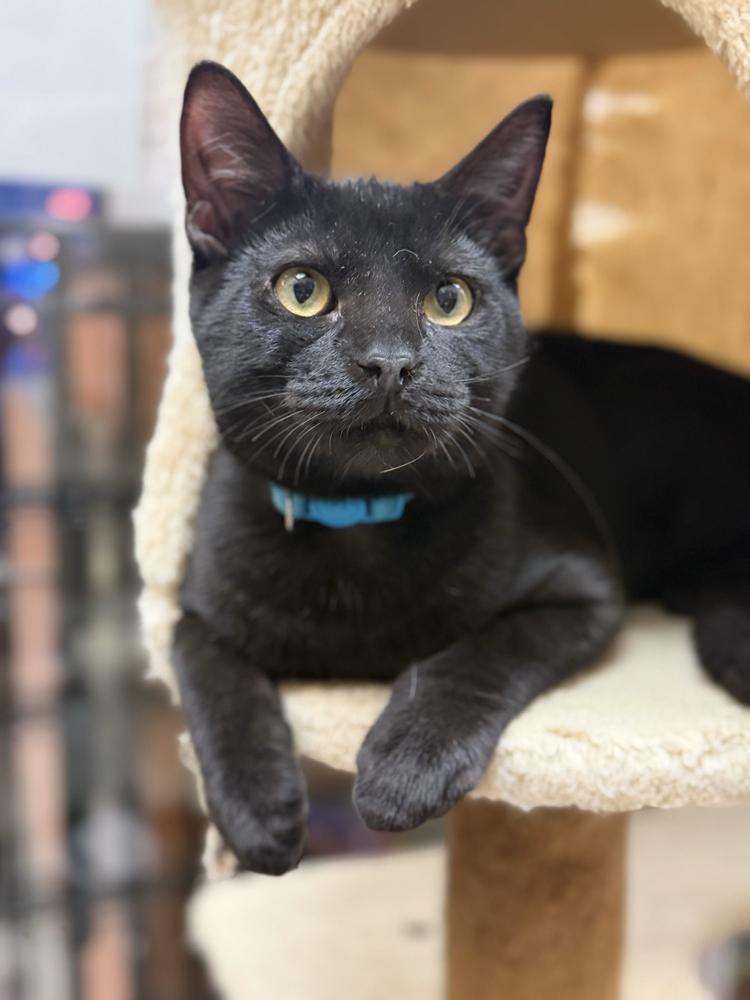 Black Beard, Adoptable, Kitten Male Domestic Short Hair.