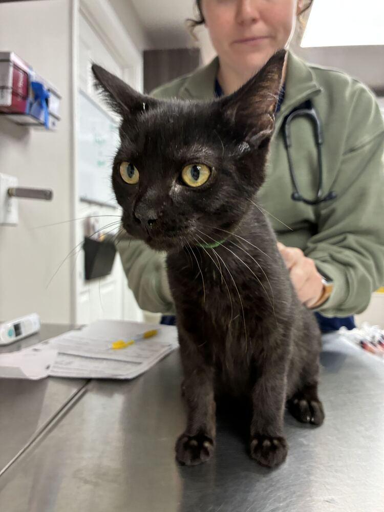 Enlarge Black Beard, a Adoptable Domestic Short Hair in Marietta, GA image 2/5