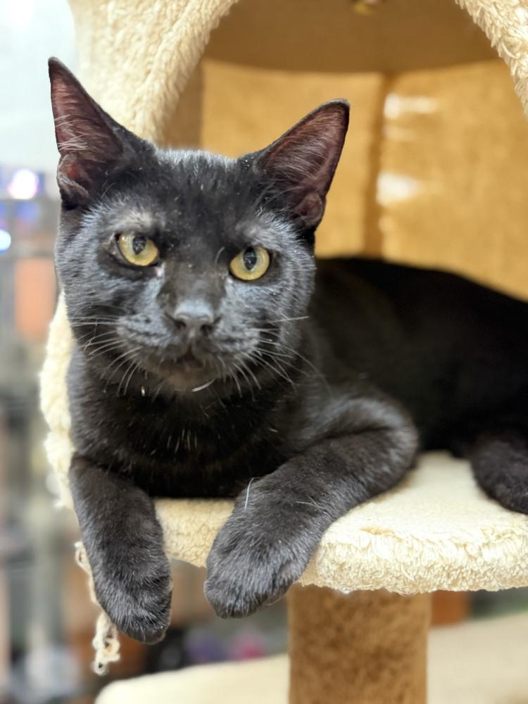 Enlarge Black Beard, a Adoptable Domestic Short Hair in Marietta, GA image 3/5