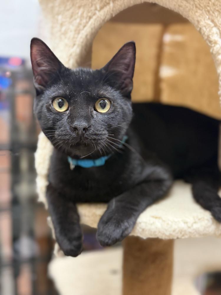 Enlarge Black Beard, a Adoptable Domestic Short Hair in Marietta, GA image 4/5