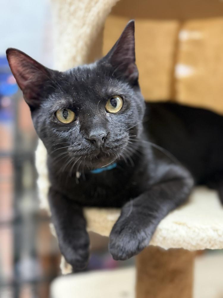 Enlarge Black Beard, a Adoptable Domestic Short Hair in Marietta, GA image 5/5