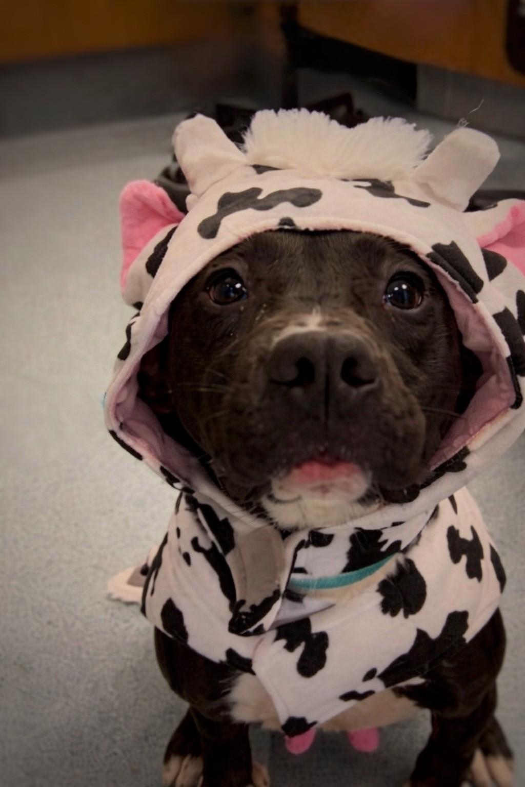 Kobe, Adoptable, Young Male Pit Bull Terrier.