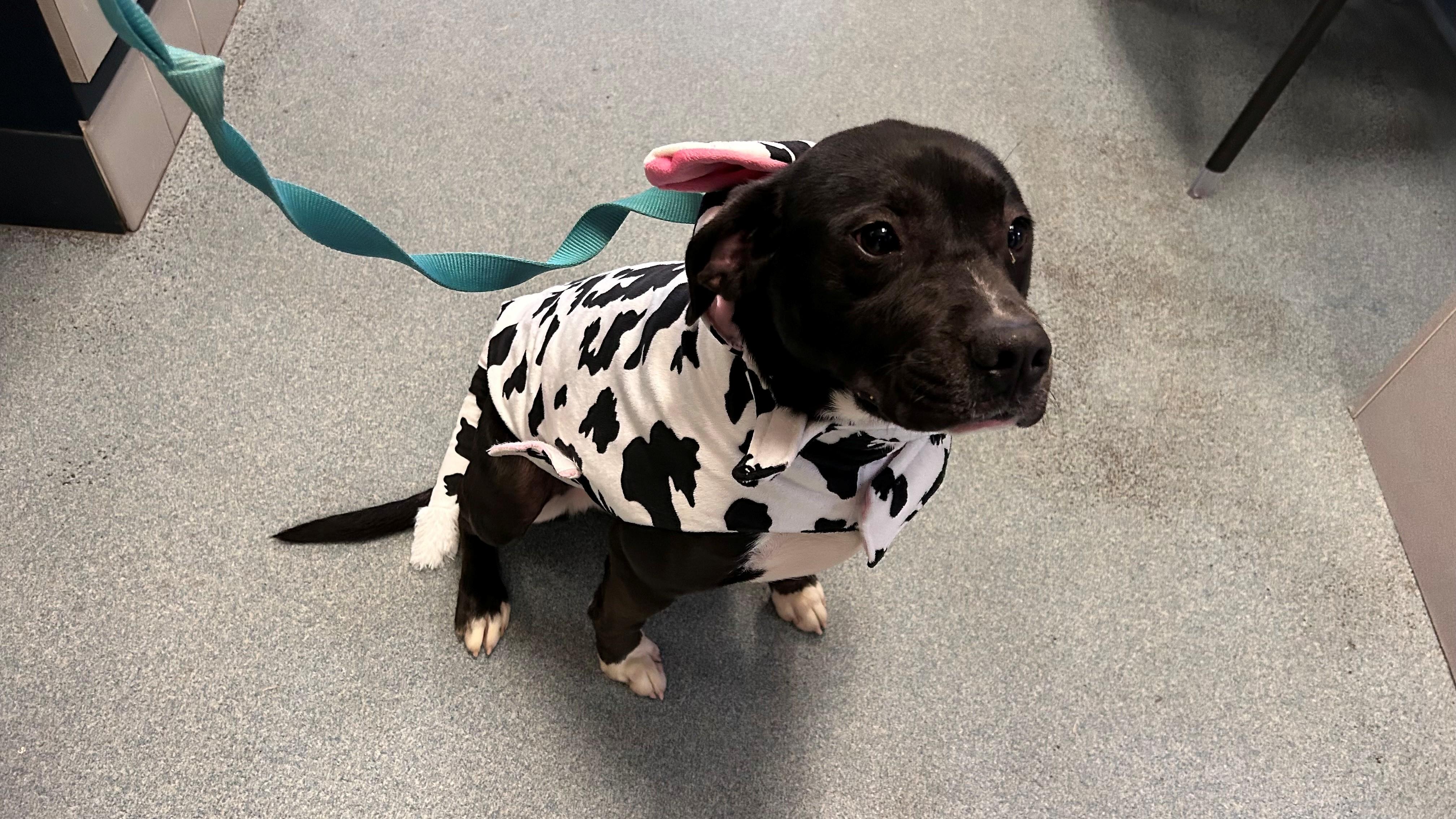 Enlarge Kobe, a Adoptable mixed breed in Suffolk, VA image 2/3