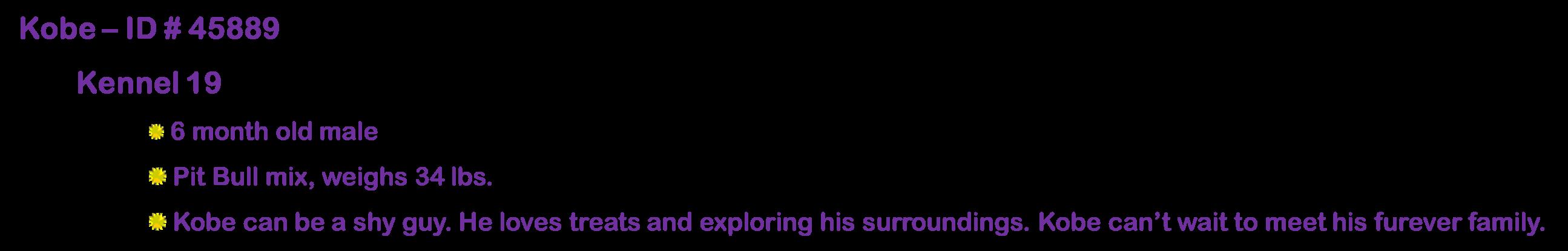 Kobe, Adoptable, Puppy Male Pit Bull Terrier.