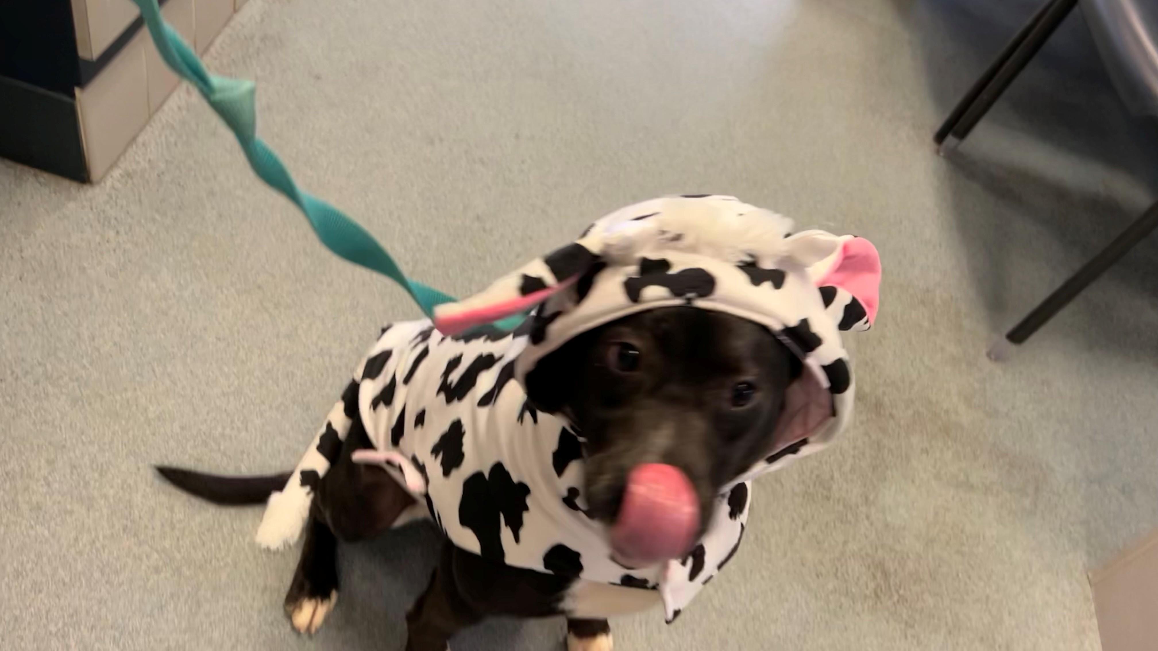 Enlarge Kobe, a Adoptable mixed breed in Suffolk, VA image 3/3