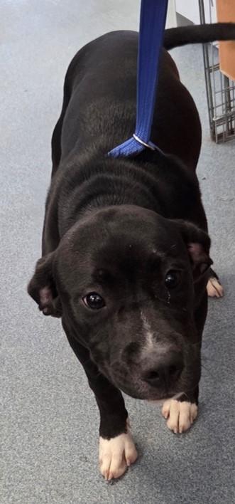 Enlarge Kobe, a Adoptable mixed breed in Suffolk, VA image 2/2