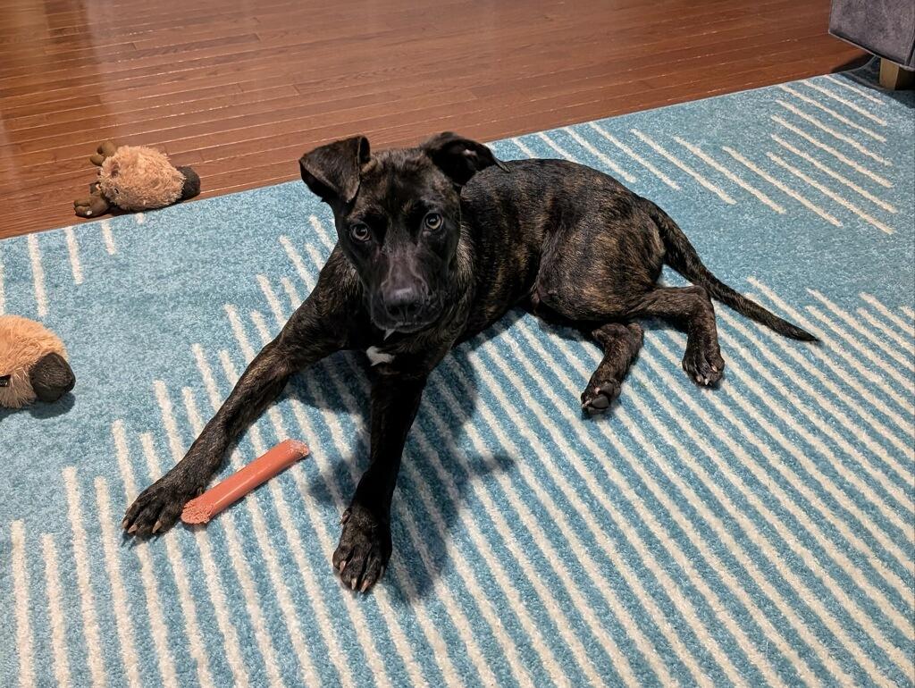 Pattycake thumbnail 3