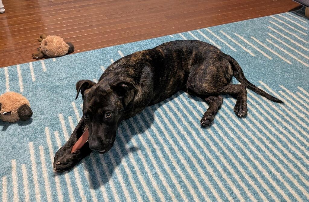 Pattycake, an adopted mixed breed in Ruther Glen, VA image 2/3