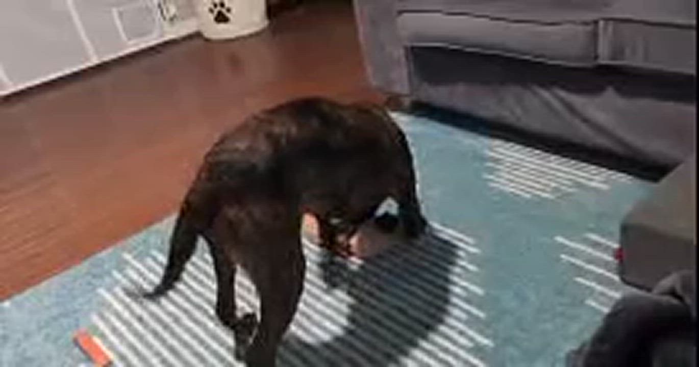 Enlarge Pattycake, an adopted mixed breed in Ruther Glen, VA video 3/3