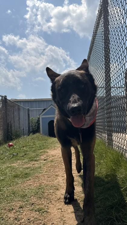 Santiago, Adoptable, Adult Male Belgian Shepherd / Malinois & Mixed Breed.
