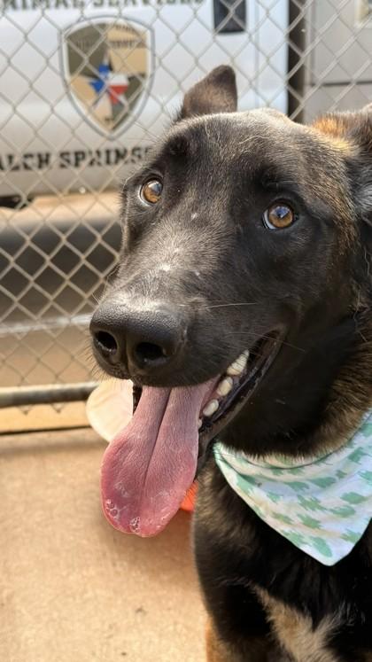 Santiago, Adoptable, Adult Male Belgian Shepherd / Malinois & Mixed Breed.