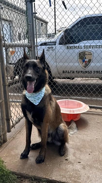 Enlarge Santiago, a Adoptable mixed breed in Balch Springs, TX image 2/3