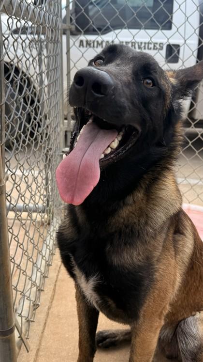 Santiago, a Adoptable mixed breed in Balch Springs, TX image 2/3