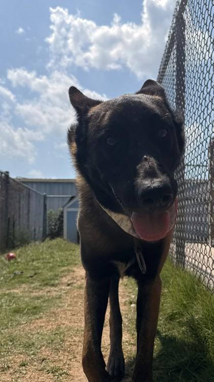 Santiago, a Adoptable mixed breed in Balch Springs, TX image 3/3