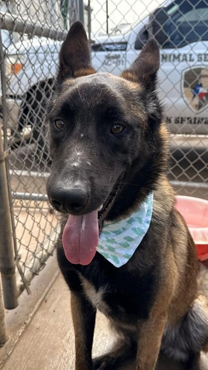 Enlarge Santiago, a Adoptable mixed breed in Balch Springs, TX image 3/3