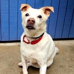 Enlarge Milo, a Adopted mixed breed in Dillsburg, PA image 3/6