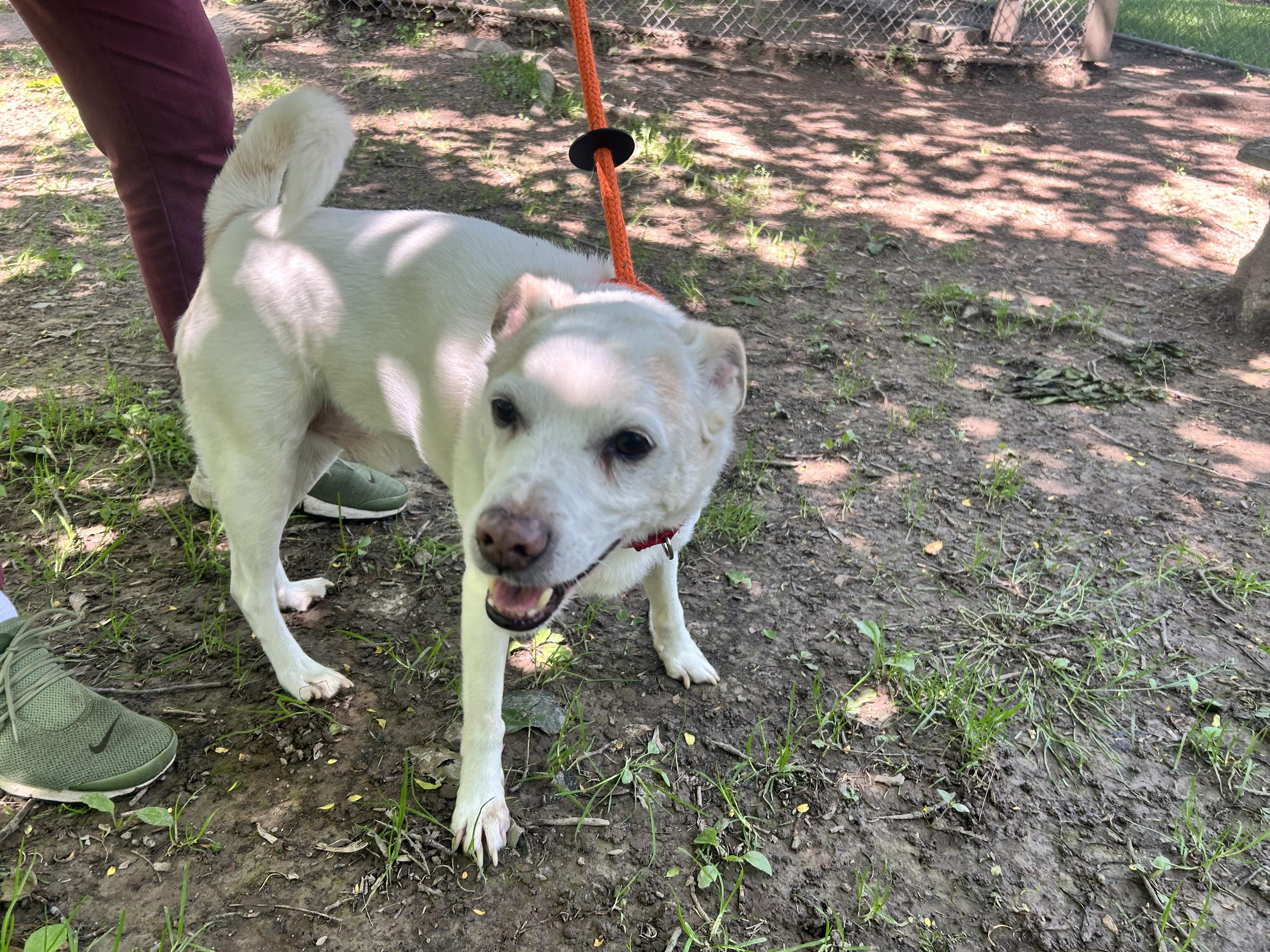 Enlarge Milo, a Adopted mixed breed in Dillsburg, PA image 5/6