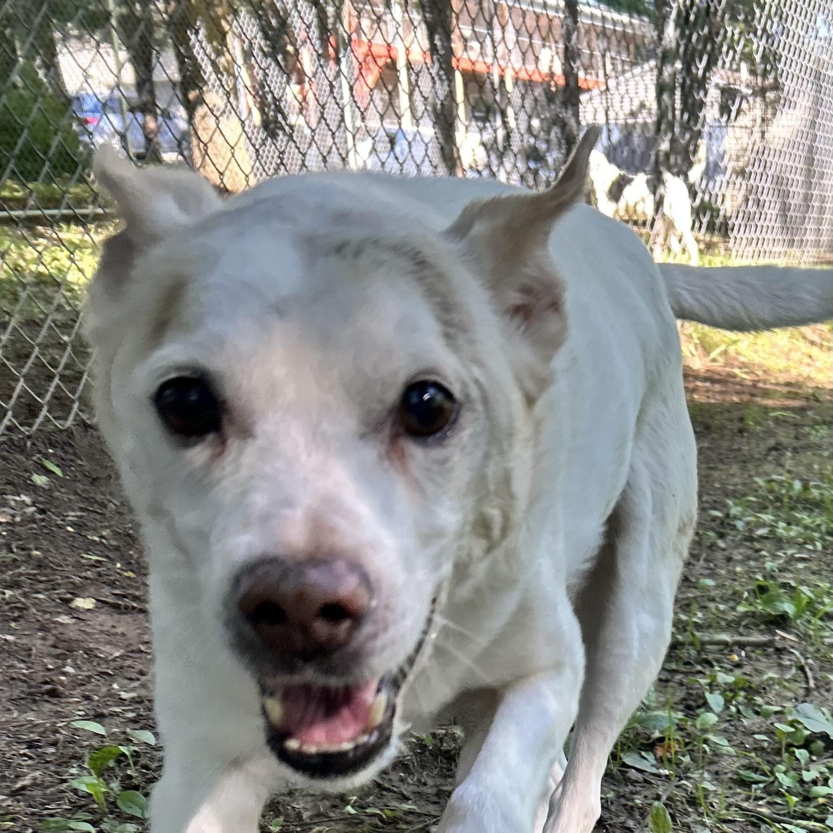Enlarge Milo, a Adopted mixed breed in Dillsburg, PA image 6/6