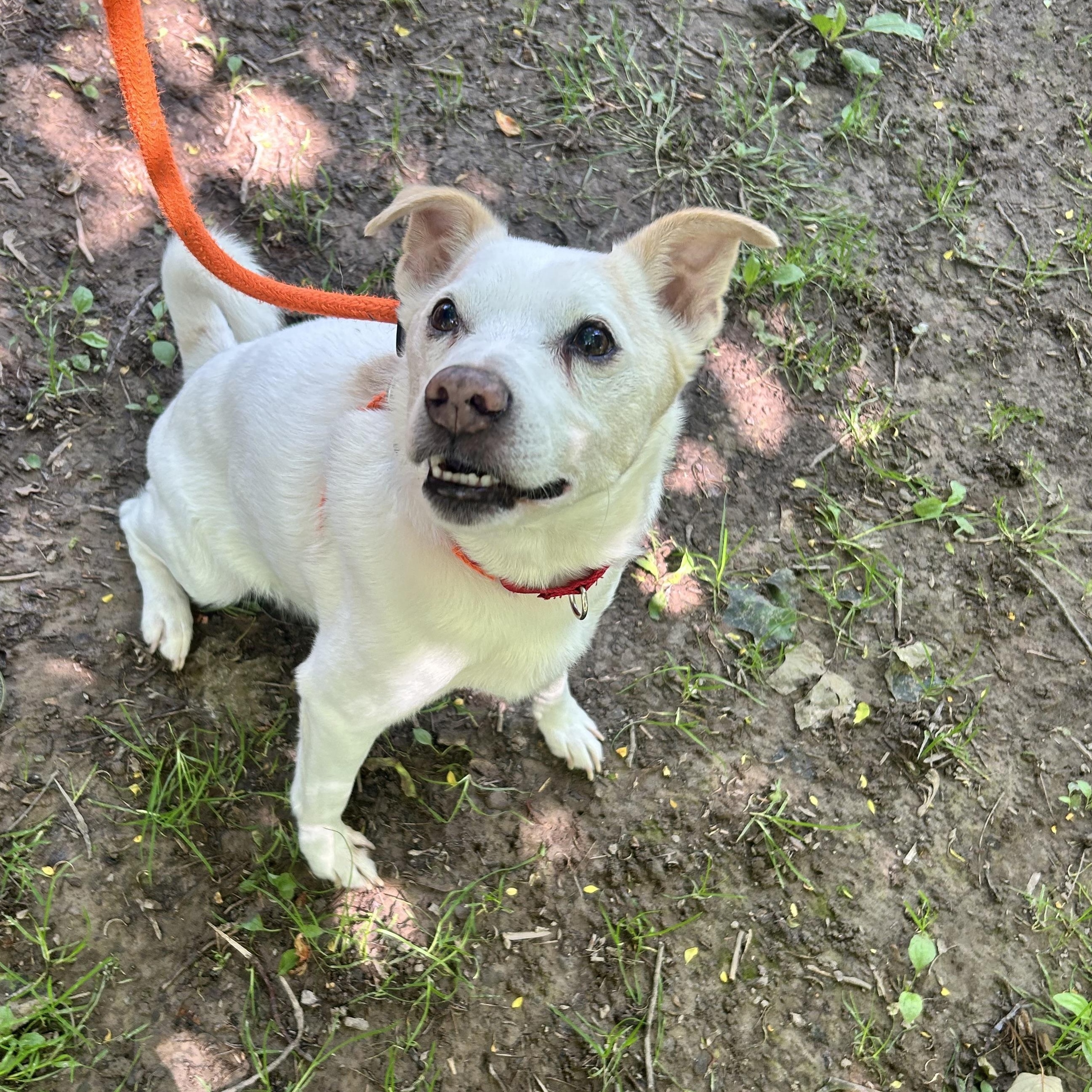 Enlarge Milo, a Adopted mixed breed in Dillsburg, PA image 1/6
