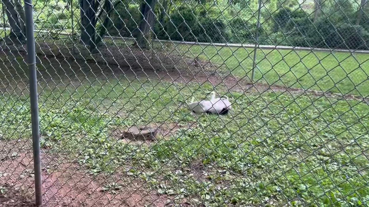 Enlarge Milo, a Adopted mixed breed in Dillsburg, PA video 4/6