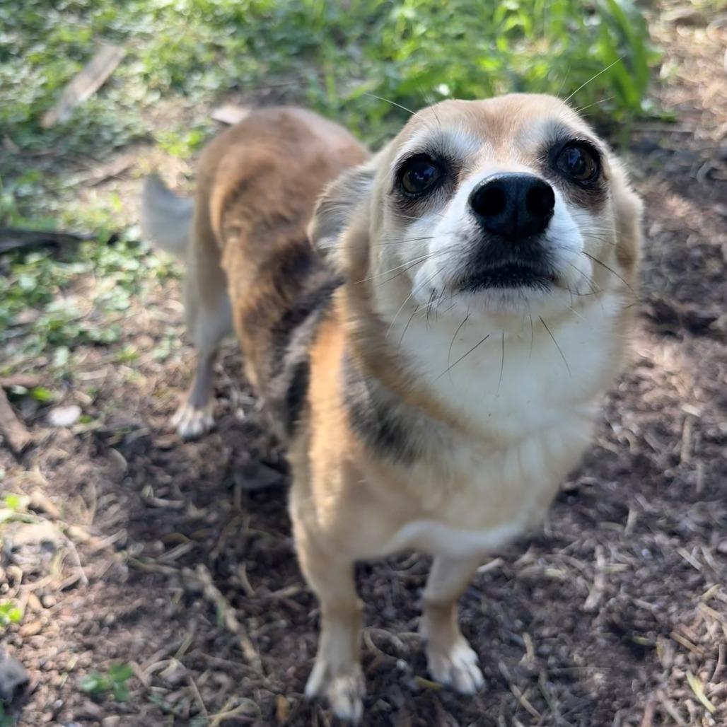 Zorro, Adoptable, Adult Male Chihuahua.