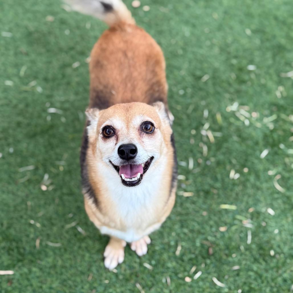 Zorro, a Adoptable Chihuahua in Laredo, TX image 2/2