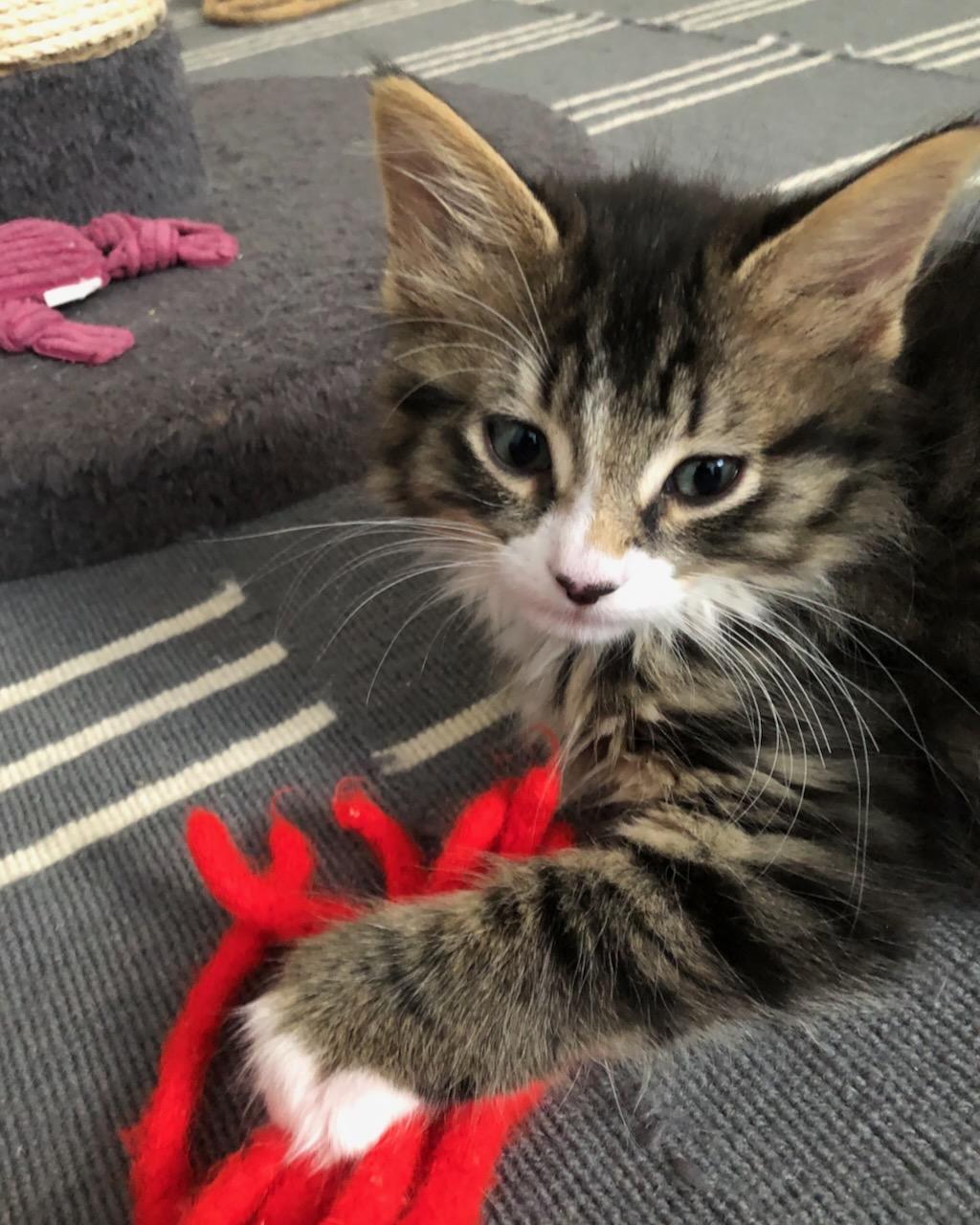 Kale, a Adoptable Domestic Medium Hair in San Francisco, CA image 1/6