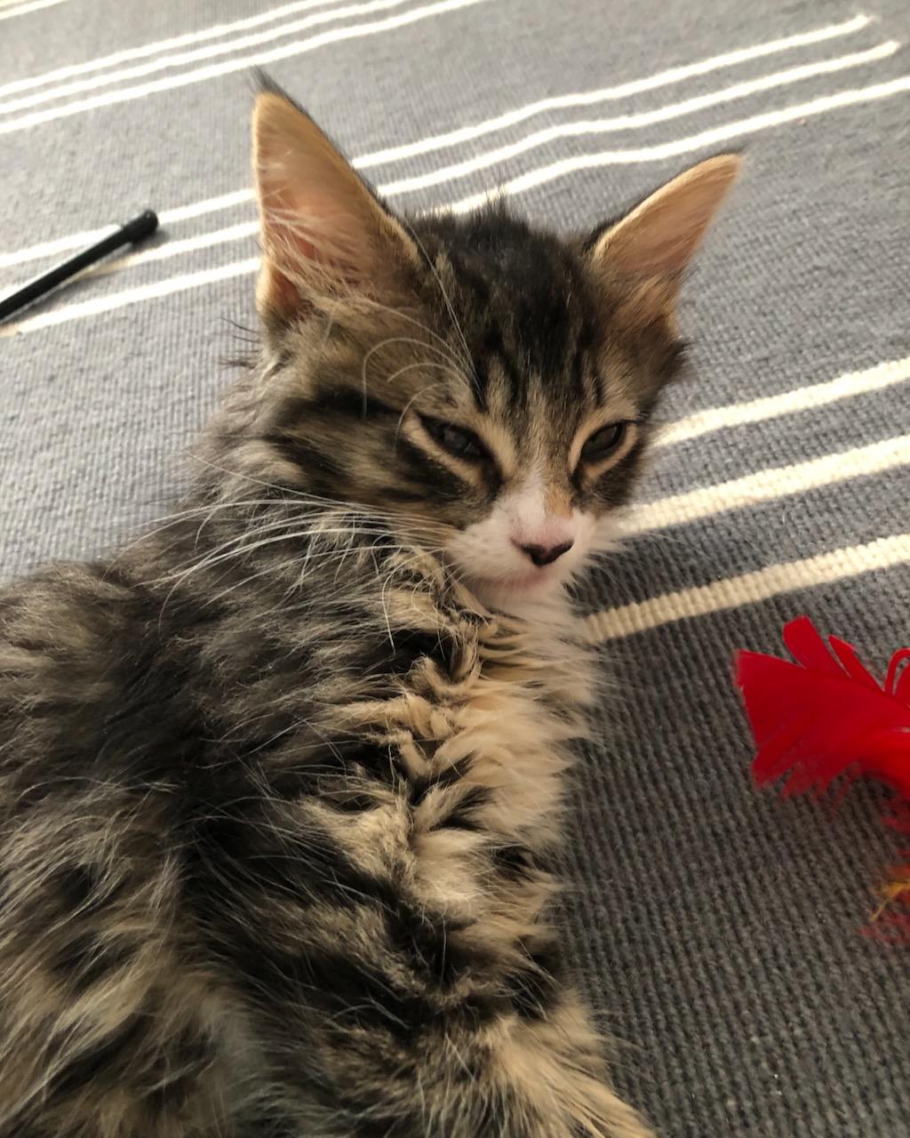 Kale, a Adoptable Domestic Medium Hair in San Francisco, CA image 2/6
