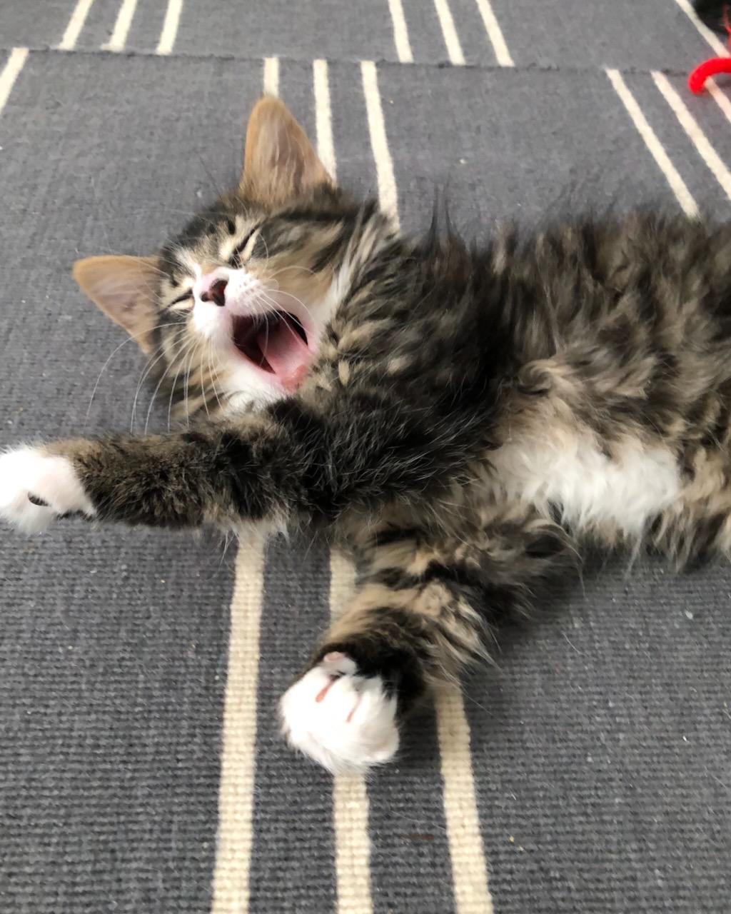 Kale, a Adoptable Domestic Medium Hair in San Francisco, CA image 3/6