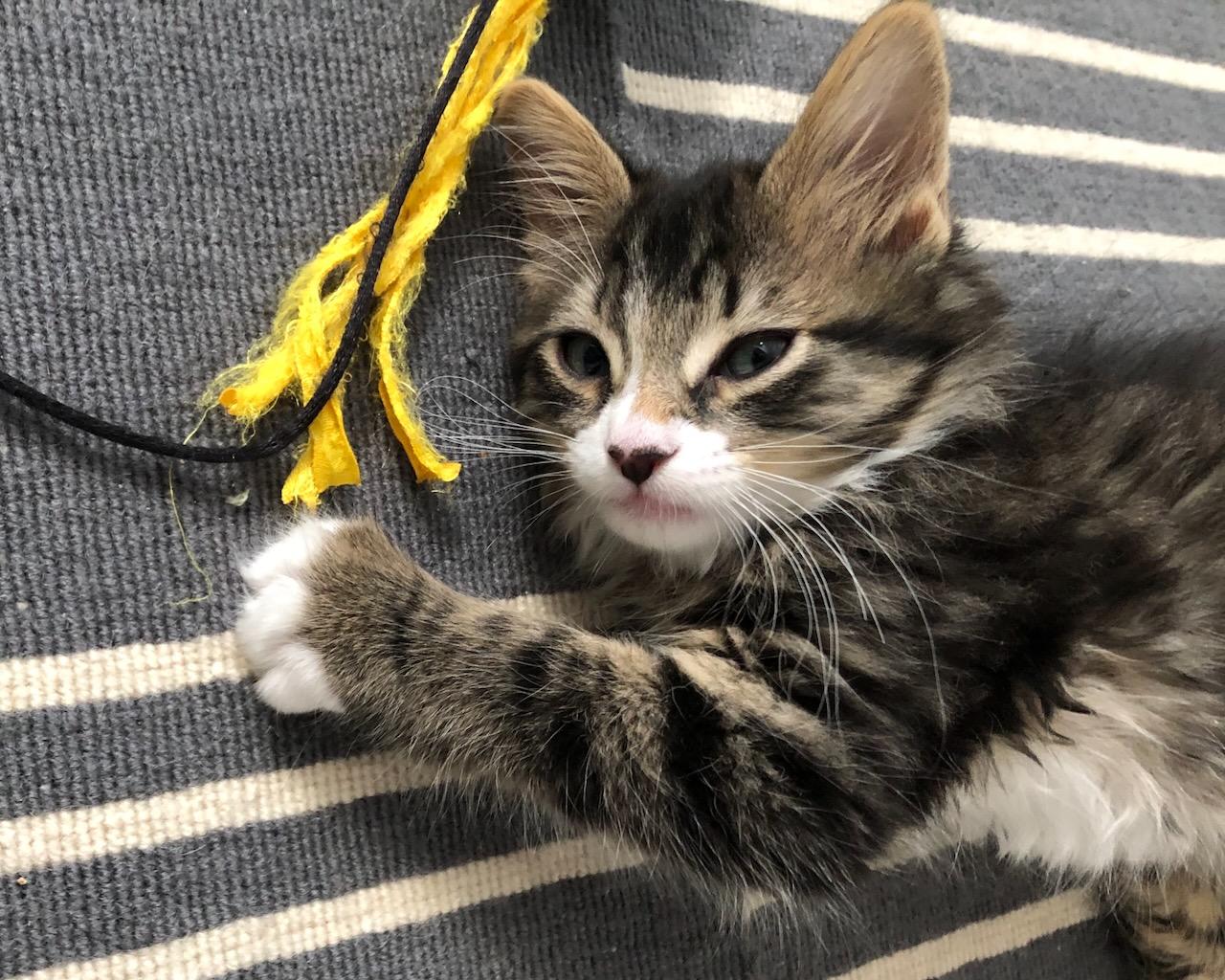 Kale, a Adoptable Domestic Medium Hair in San Francisco, CA image 4/6