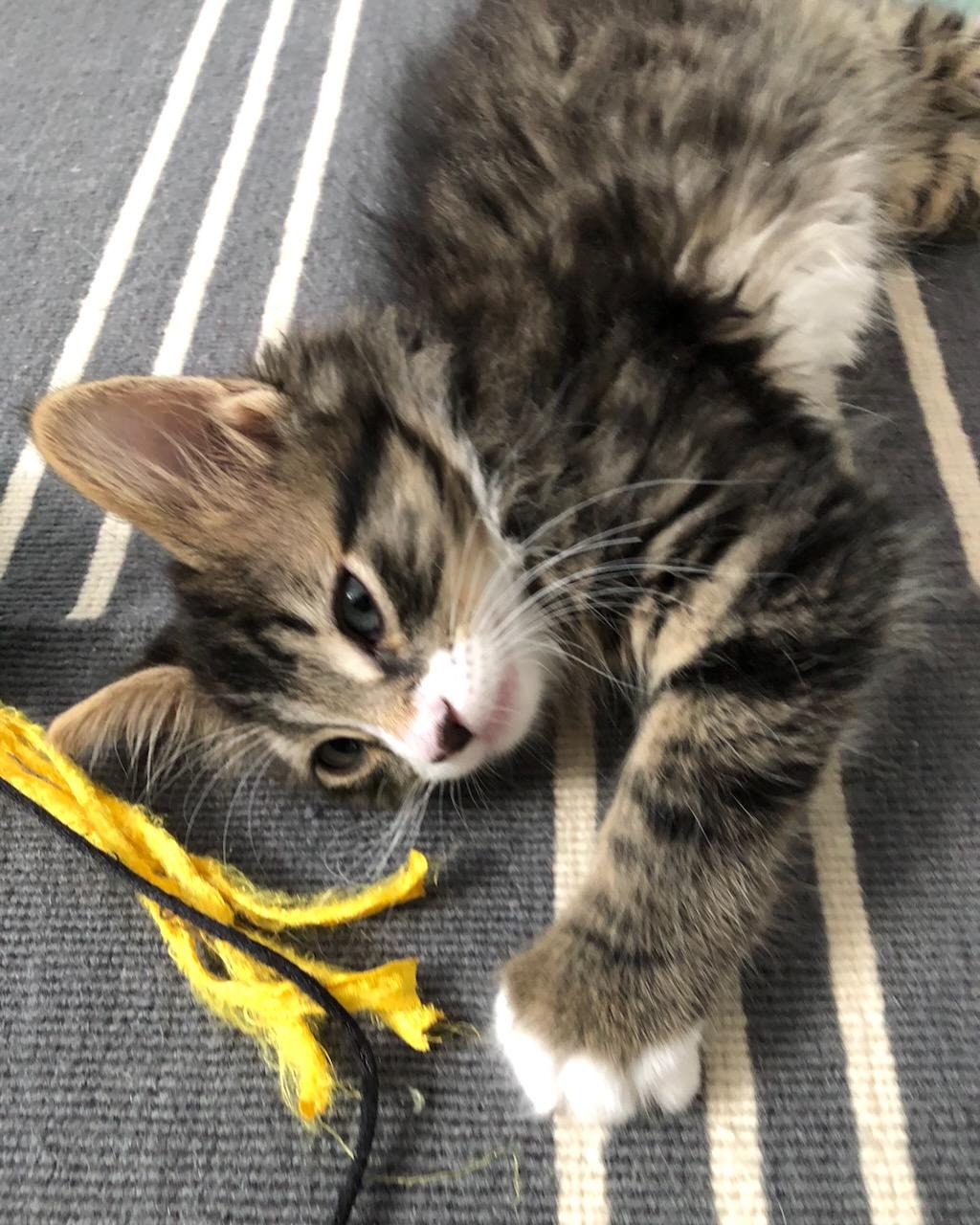Kale, a Adoptable Domestic Medium Hair in San Francisco, CA image 5/6