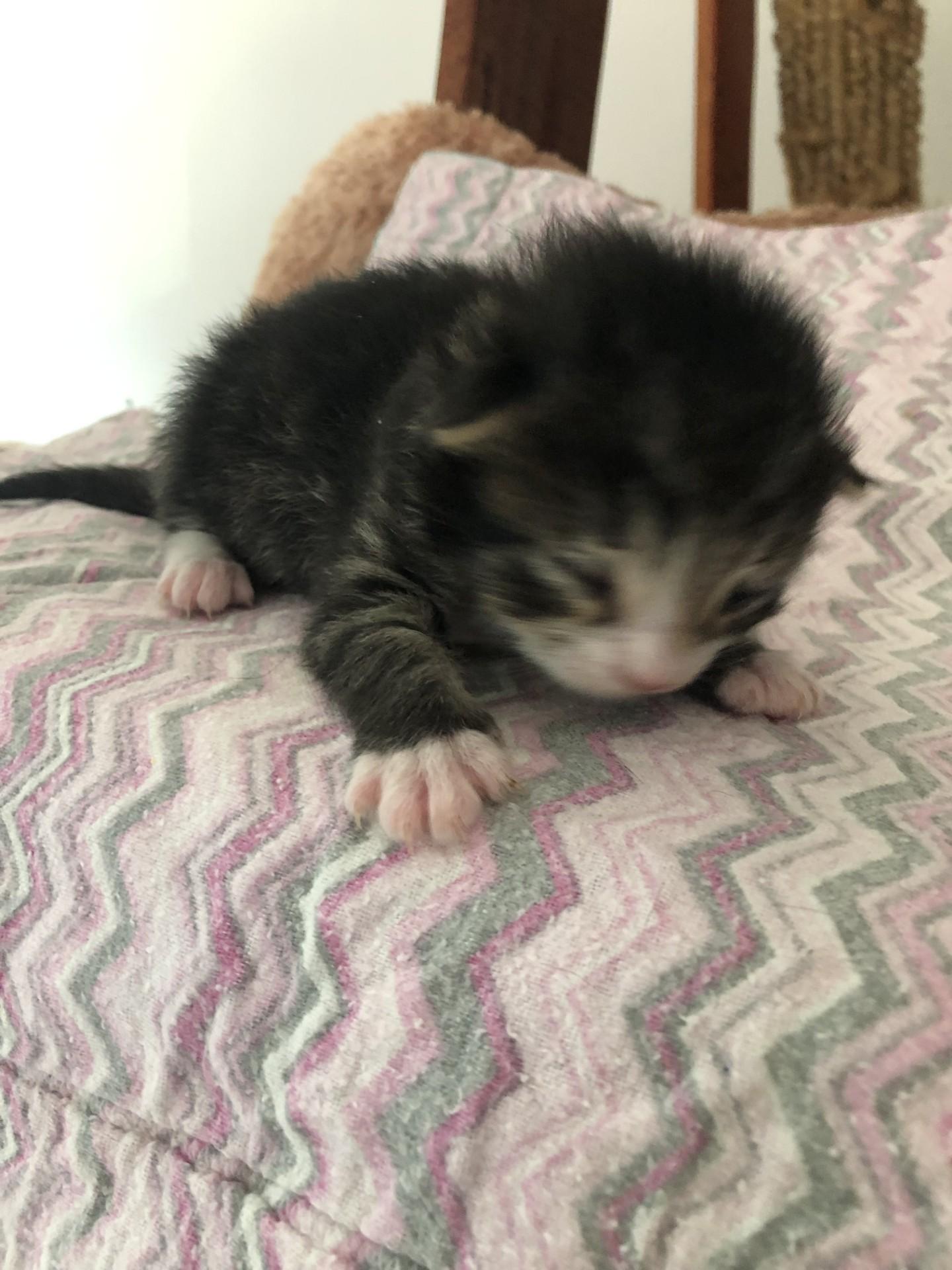 Kale, a Adoptable Domestic Medium Hair in San Francisco, CA image 6/6