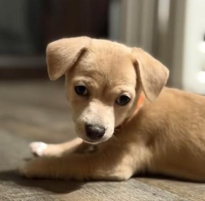 Maximus, ADOPTABLE, Puppy Male Chihuahua.