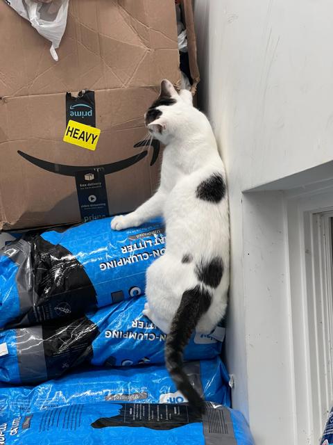 Enlarge Miss Crawly, an adopted Domestic Short Hair in Chicago, IL image 1/2