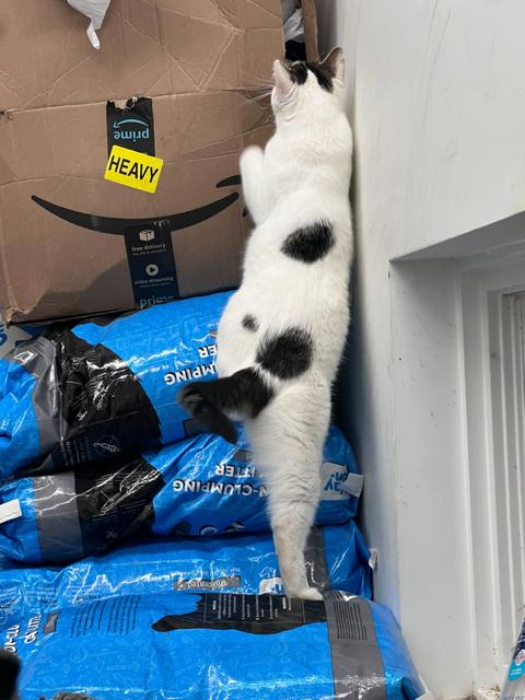 Enlarge Miss Crawly, an adopted Domestic Short Hair in Chicago, IL image 2/2