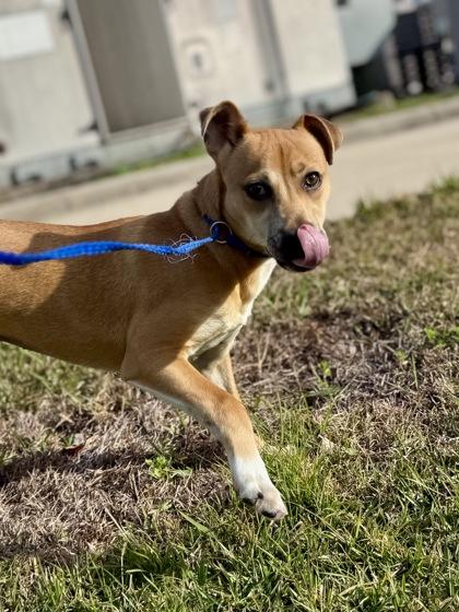 Enlarge Bunni Francis, a Adoptable mixed breed in New Orleans, LA image 1/1