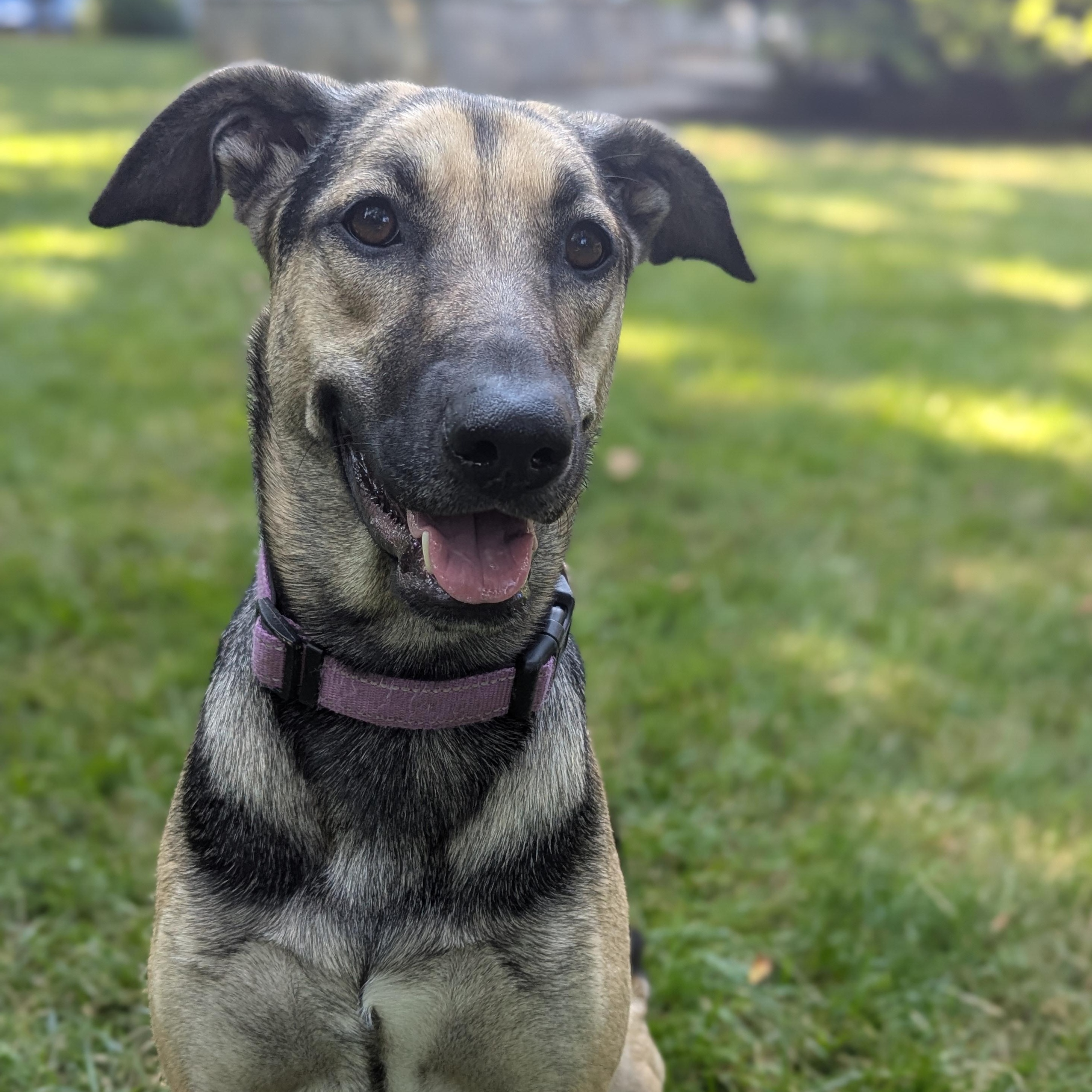 Sofi, a Adoptable mixed breed in Alexandria, VA image 2/6